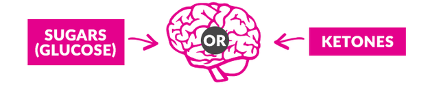 Brain fuel, sugar vs ketones