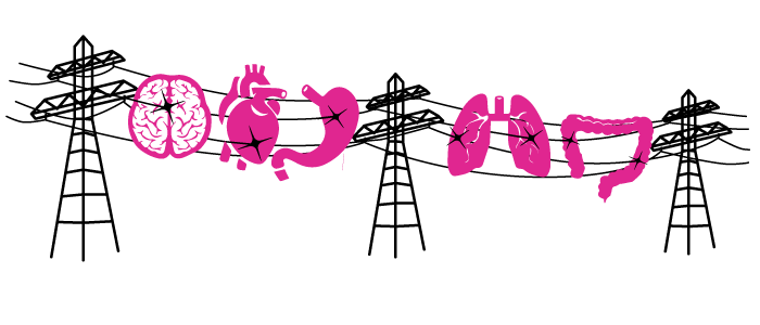 Brain heart and lungs all connected electrically