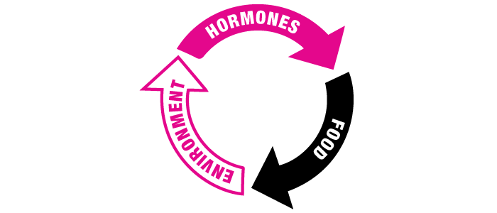 Hormones, food, and the environment all have an effect on each other in a reinforcing cycle