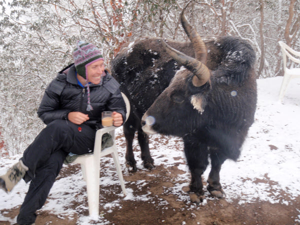Heidi Fearon discussing visualization techniques with a yak.