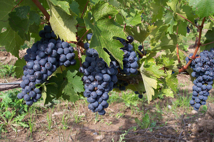 Is Wine Paleo?  Geez those grapes look good!