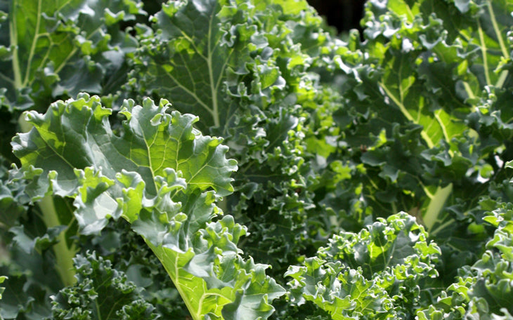 Kale is great for osteoporosis.  Well, I think it is, but I'm not a doctor.