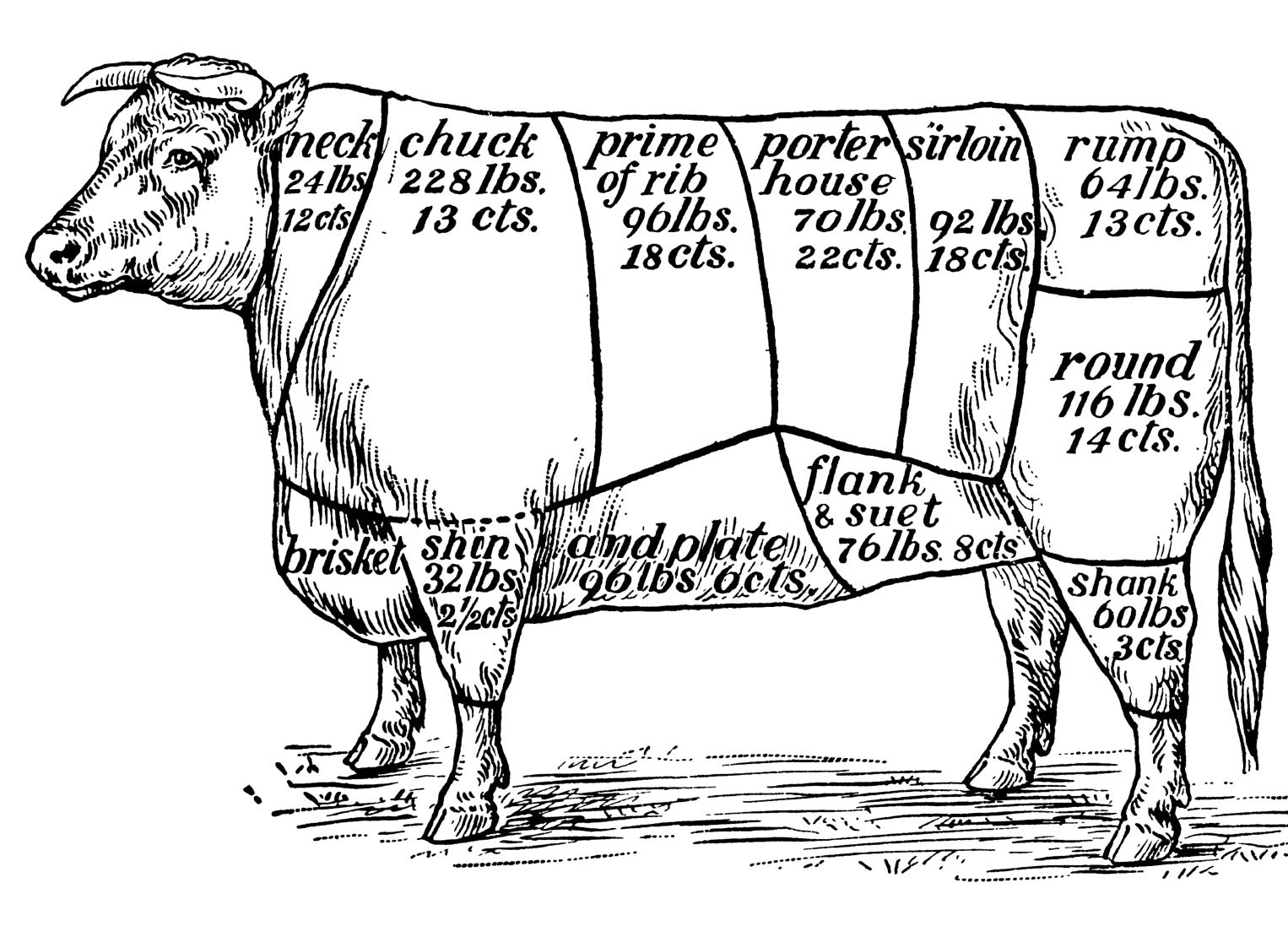 Cuts of beef from a grass fed cow