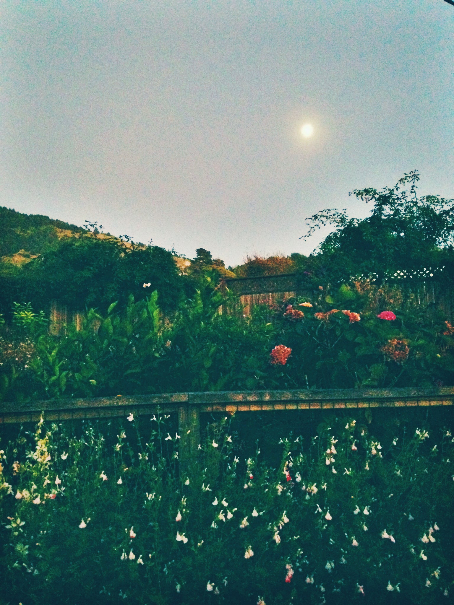 Dinner in the garden under the moon light at Parkside Cafe