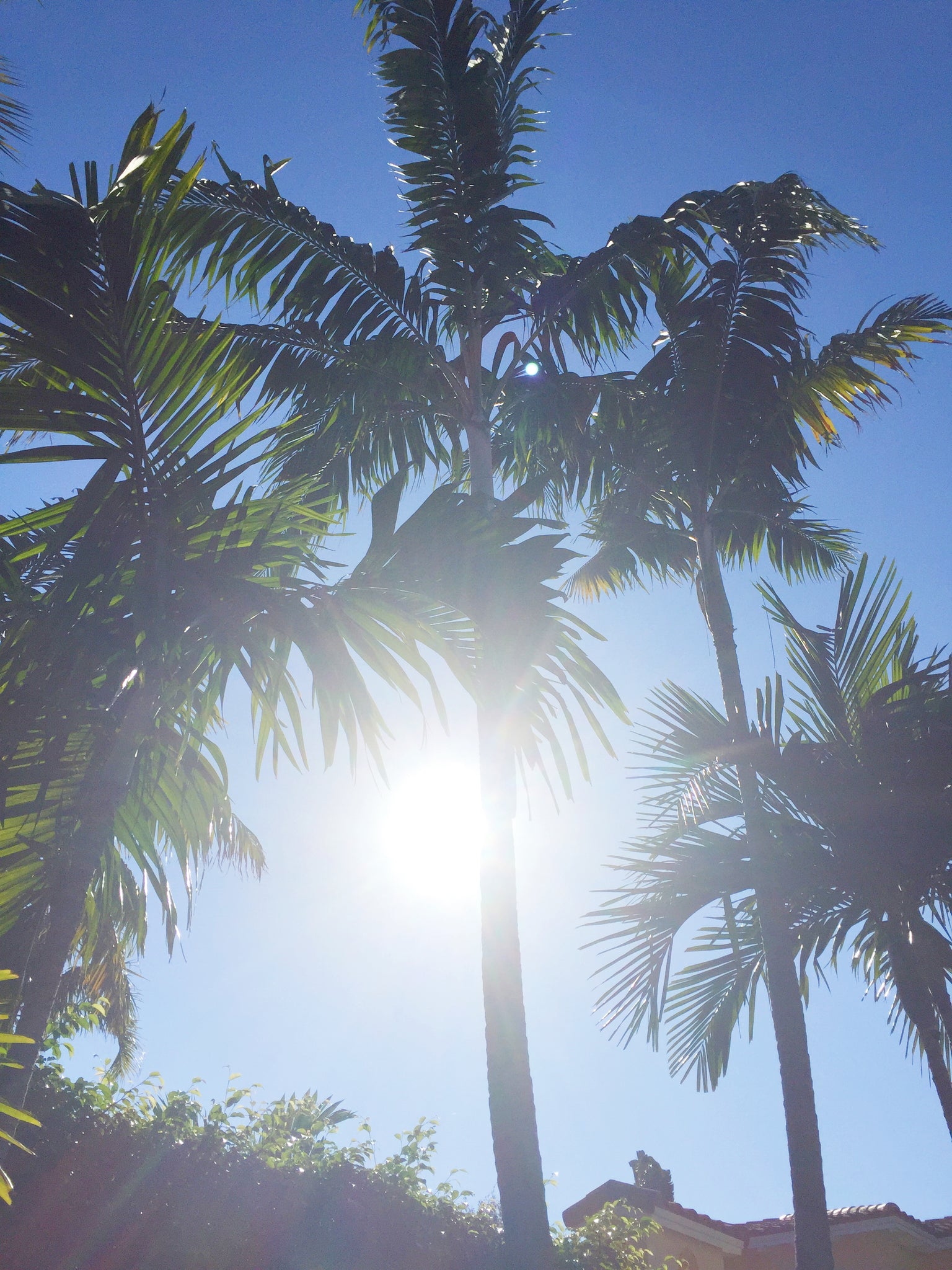 palm trees miami