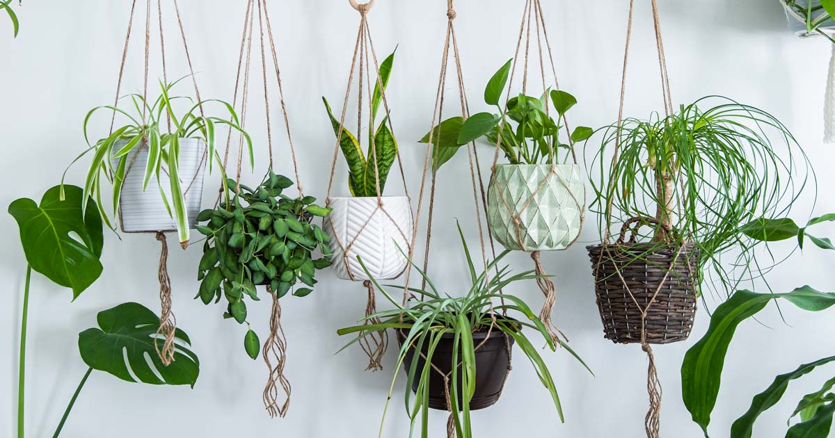 Air Purifying Plants | Air