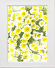 Poached Egg Plant with Seeds