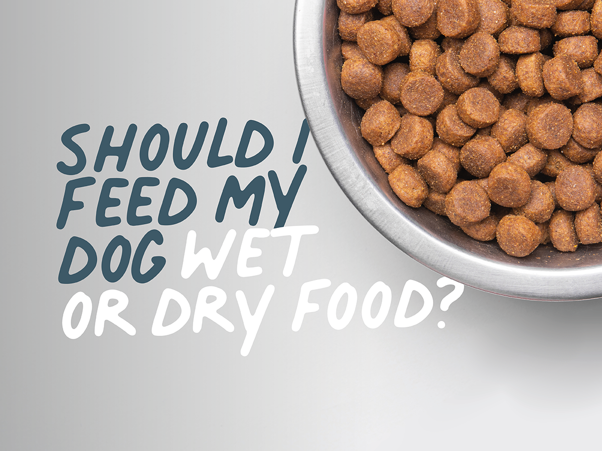 is wet dog food better than dry