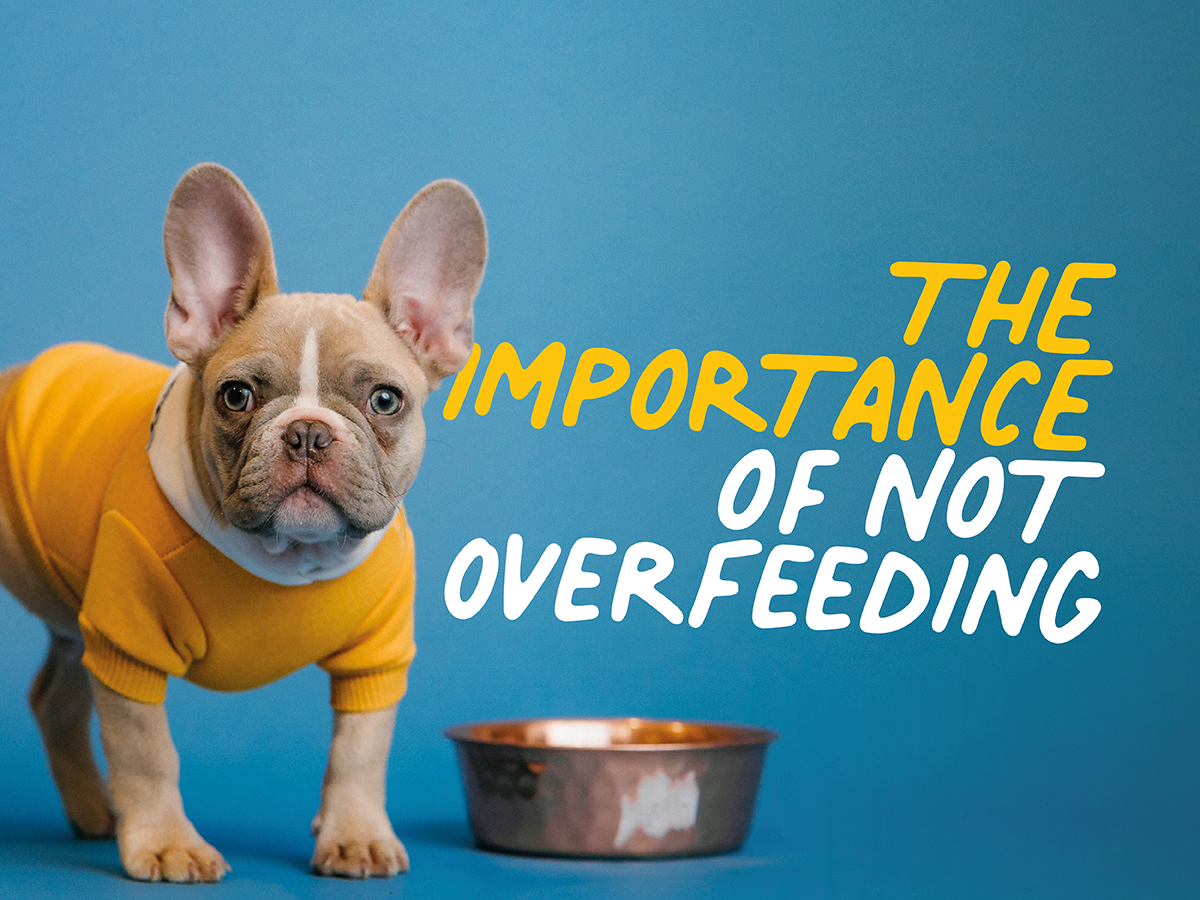 is overfeeding a puppy bad