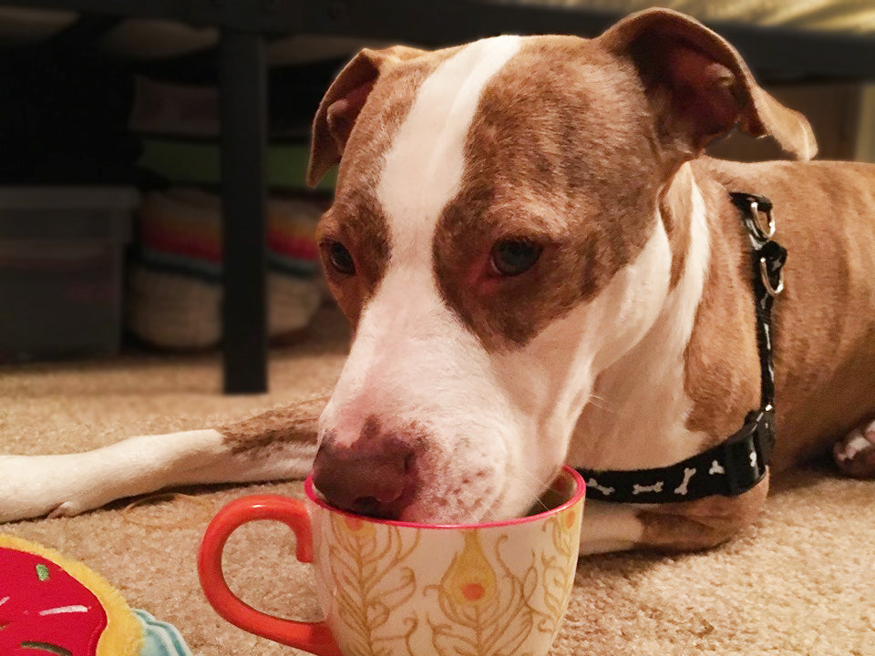 what happens when dogs drink coffee