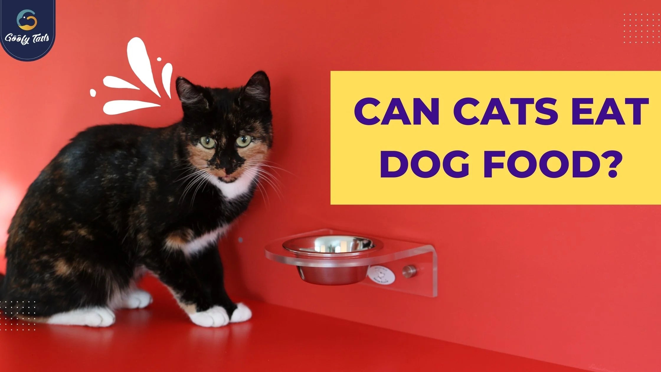 what food can both dogs and cats eat