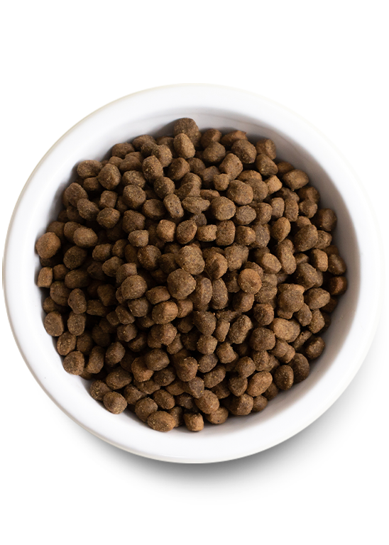 how long does dry dog food last opened