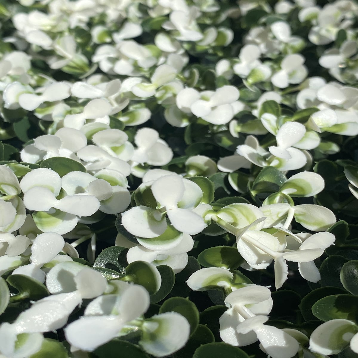 White Buxus - Artificial ivy - Artificial grass - plant - Artificial turf - Landscaping - Landscape - Ivy - Common Ivy