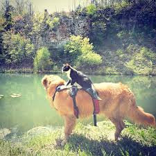 Tips to Pet's Fun and Games
