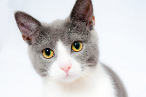 Fun cat activities to help your cat release some energy