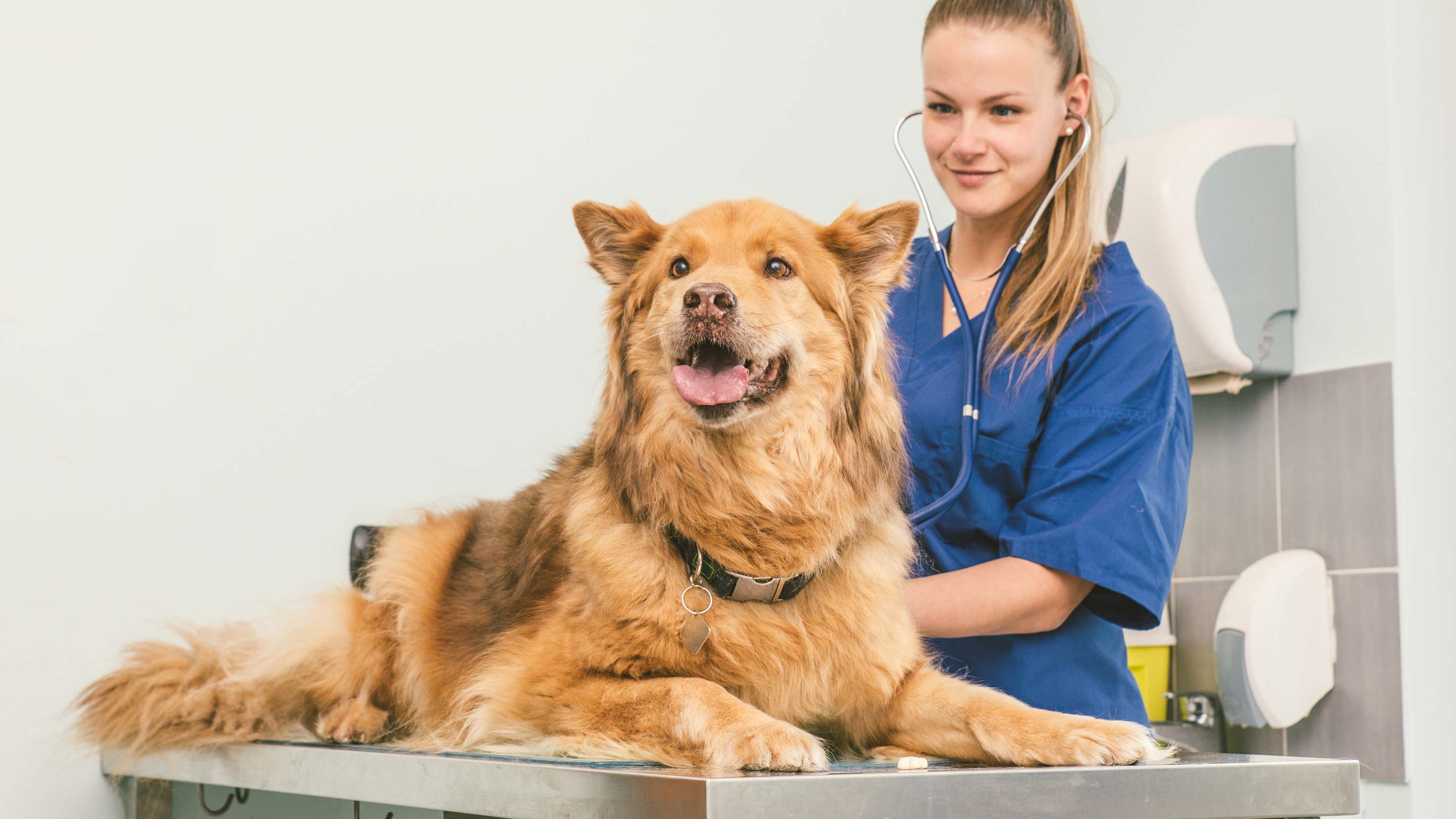 Glimte crush Uegnet Anaplasmose beim Hund - die 10 häufigsten Symptome! – Solli's Hundebedarf