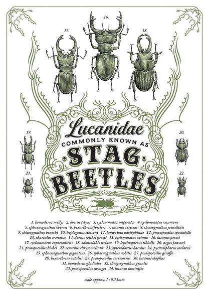 Toby Atkins Stag Beetles