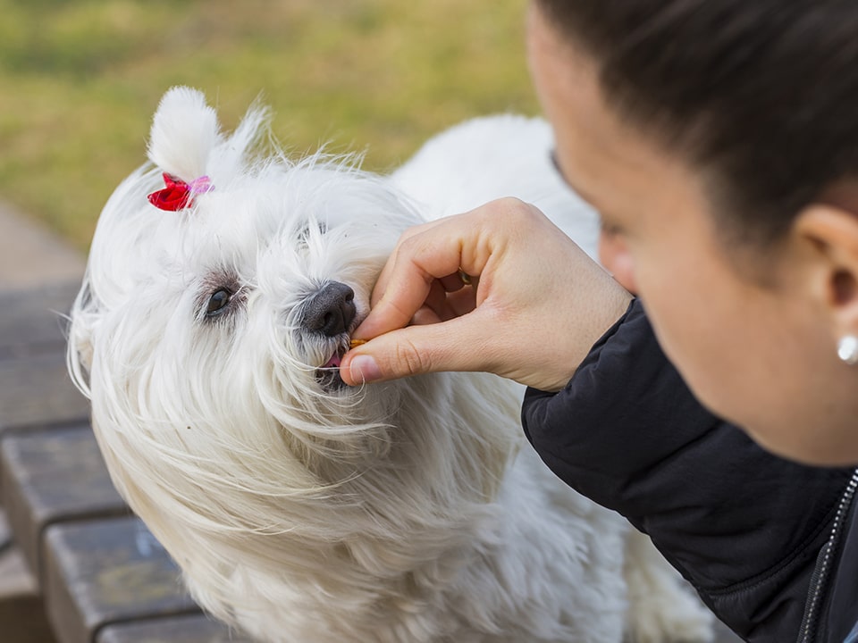 when can you start giving your puppy treats