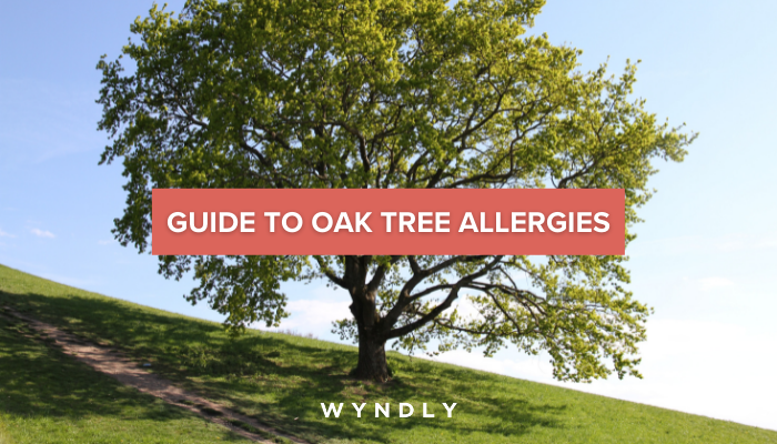 Oak Allergy Cause Symptoms Treatment 2023 And Wyndly 8844