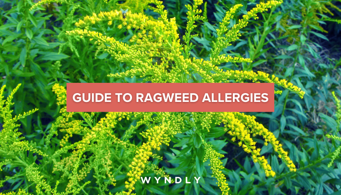 are dogs allergic to ragweed