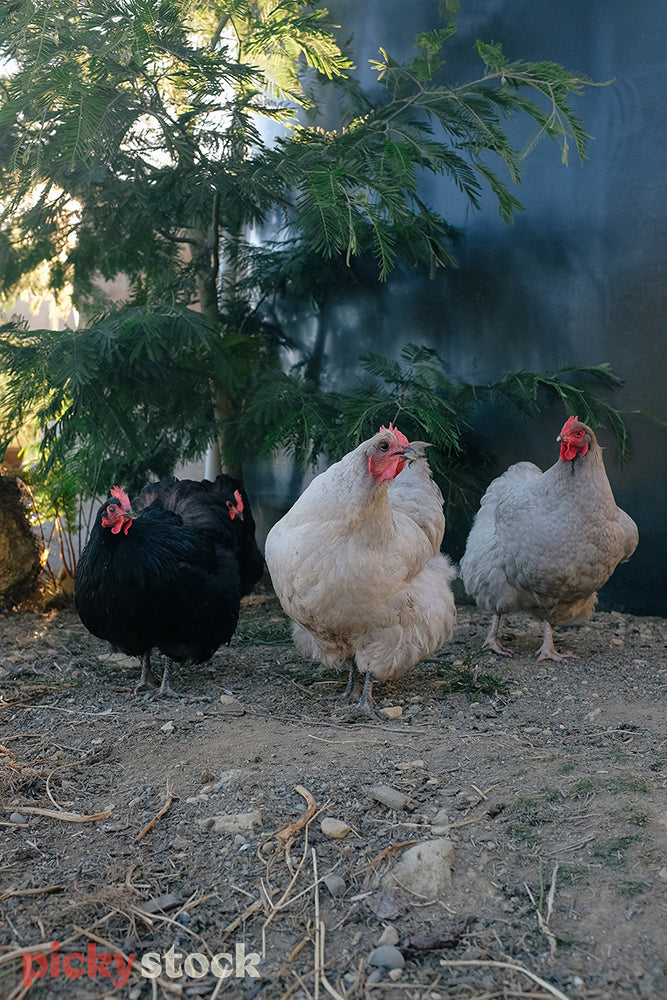 three hens