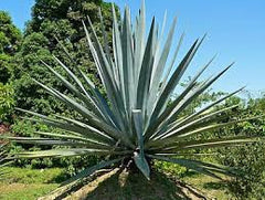agave Plaant