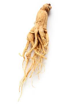 Ginseng