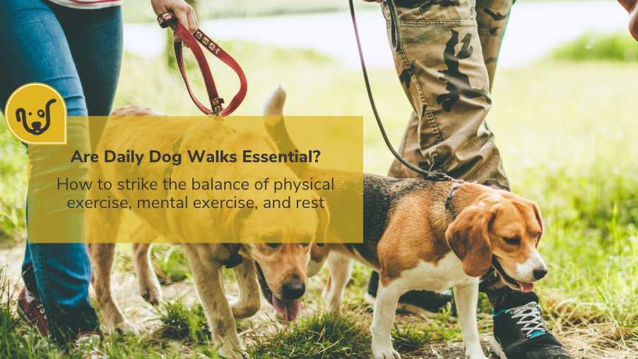 is walking dog good exercise