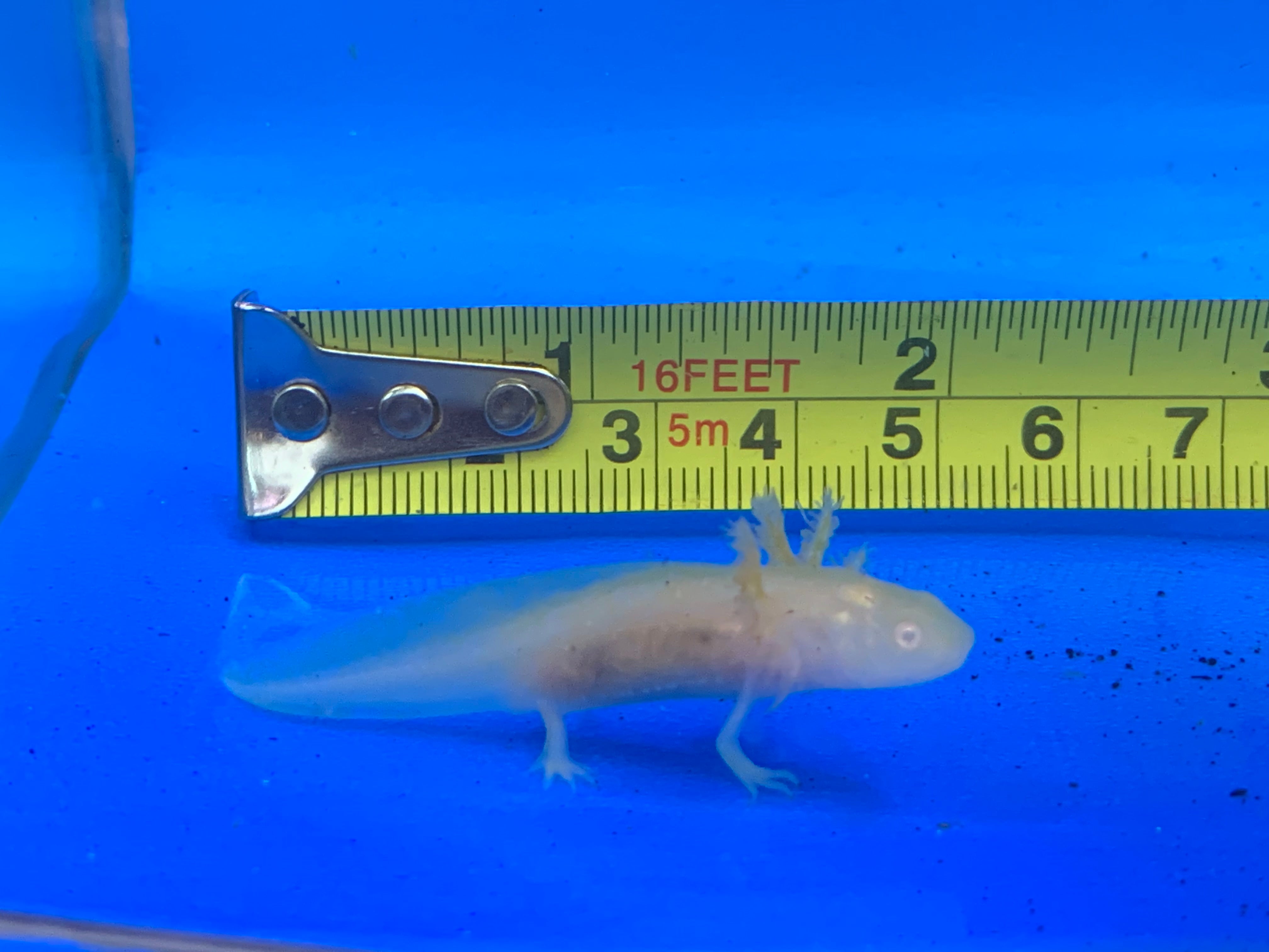 gfp leucistic axolotl