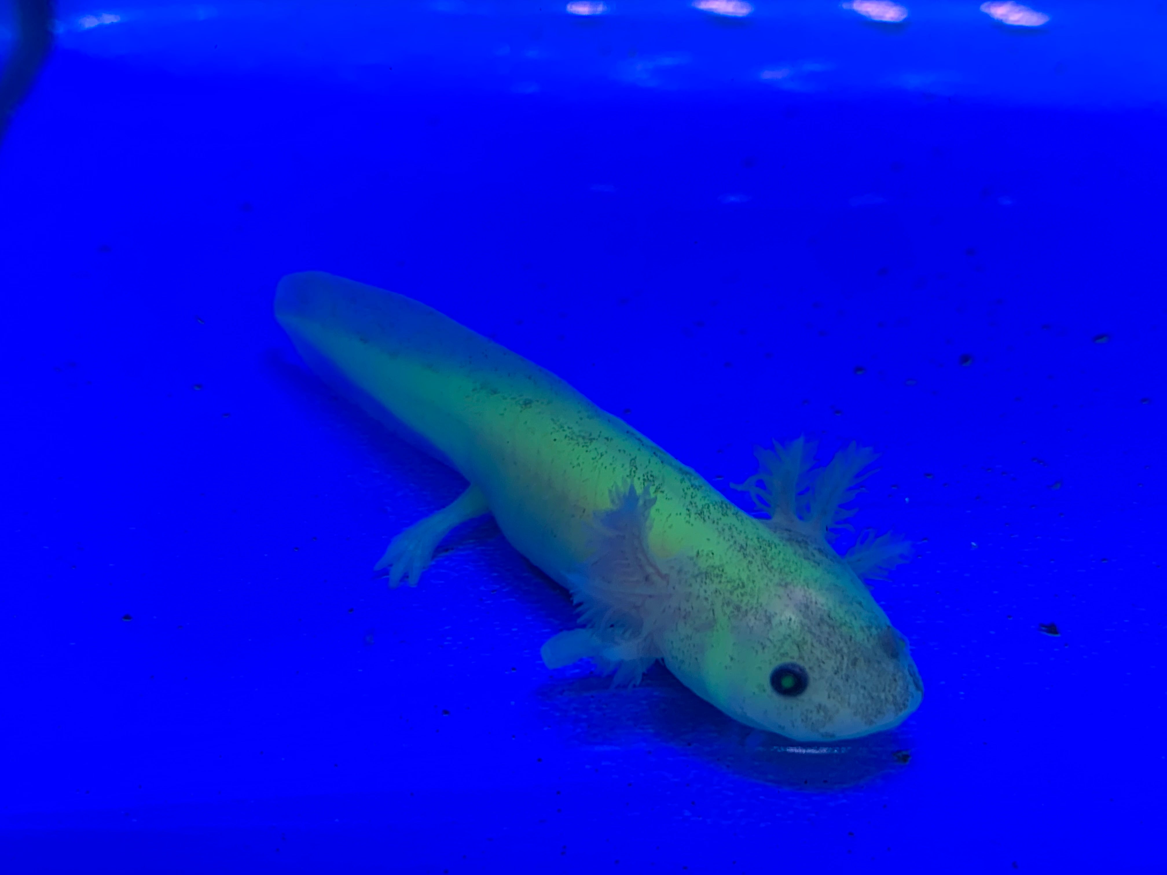 gfp leucistic axolotl