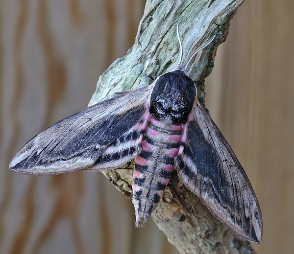 privet hawk-moth