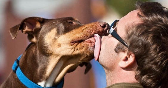 5 årsager til din hund slikker dig i ansigtet Luxvuf.dk