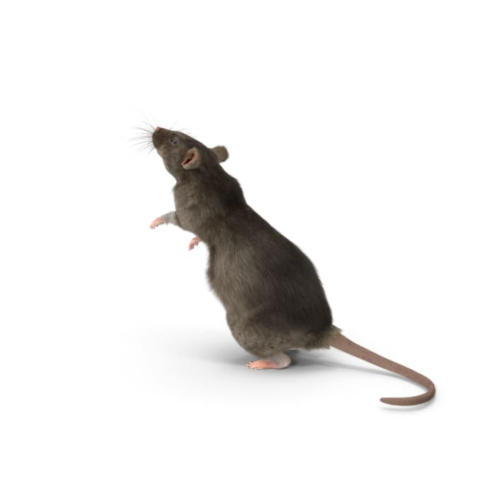 animación Malentendido Detenerse ADIÓS ROEDORES! Cómo Ahuyentar o Eliminar Ratas y Ratones – Multiplag |  Tienda Productos Anti Plagas