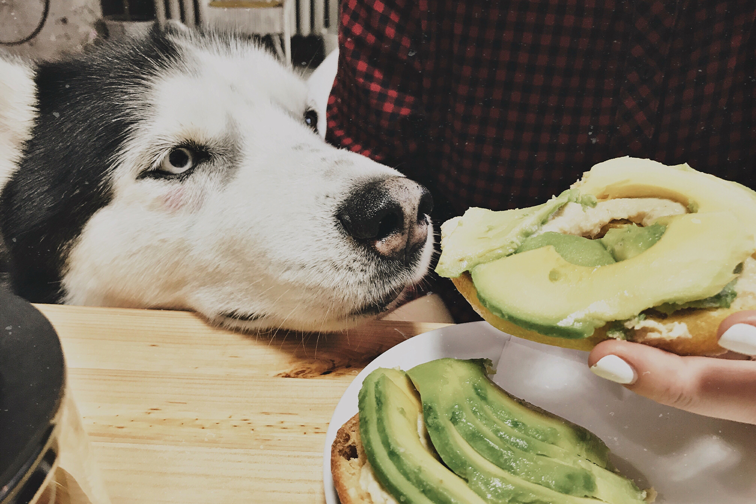 can a dog eat an avocado