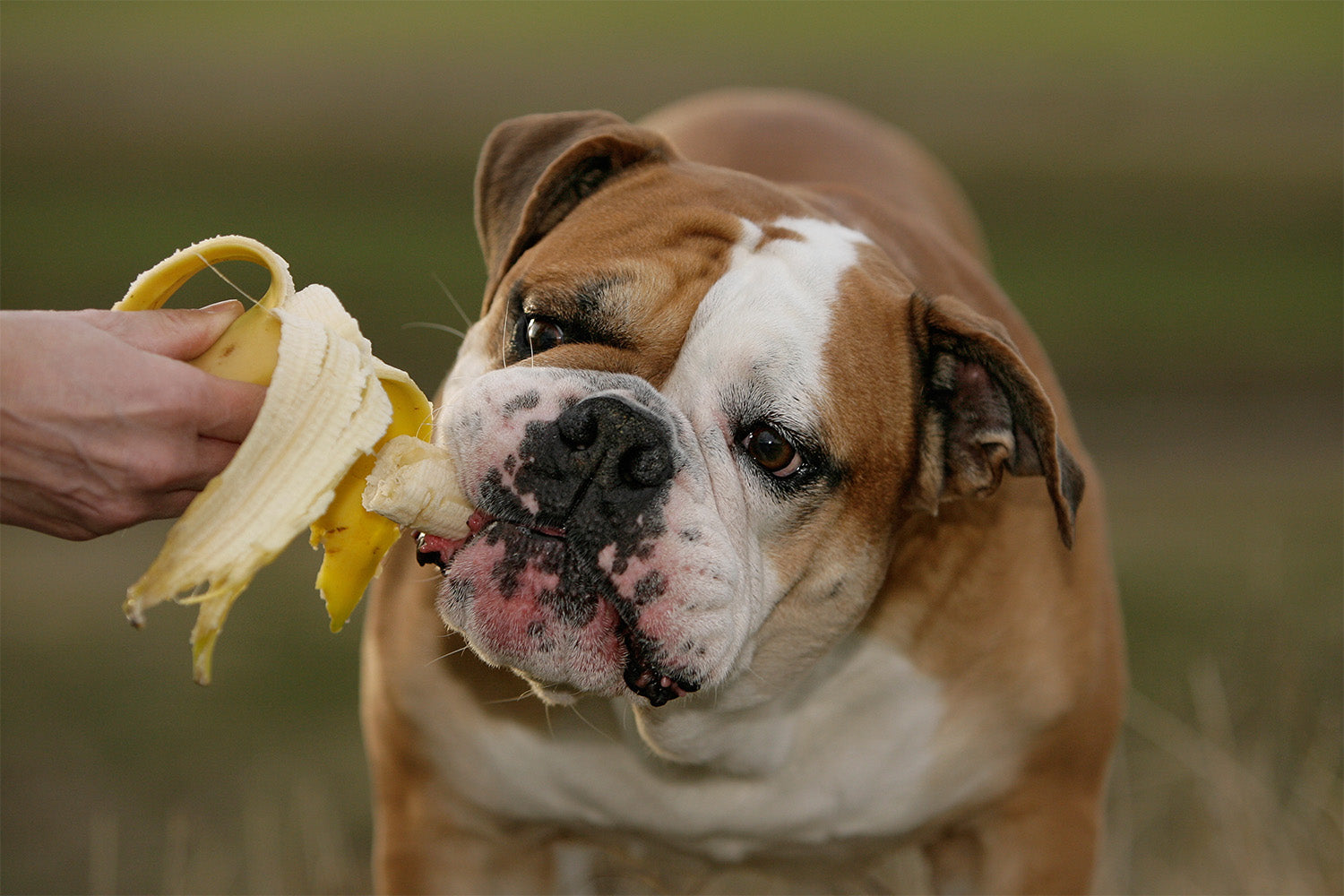 what can english bulldogs eat