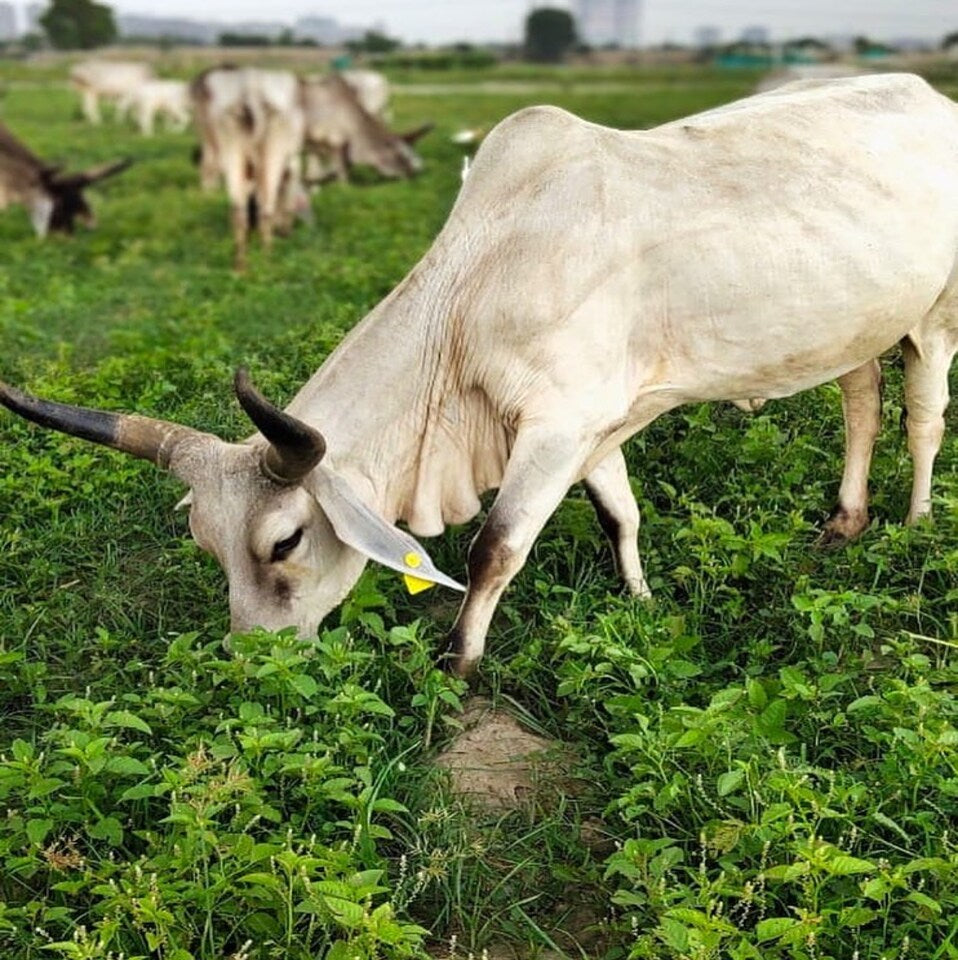 What Makes Organic Product better?