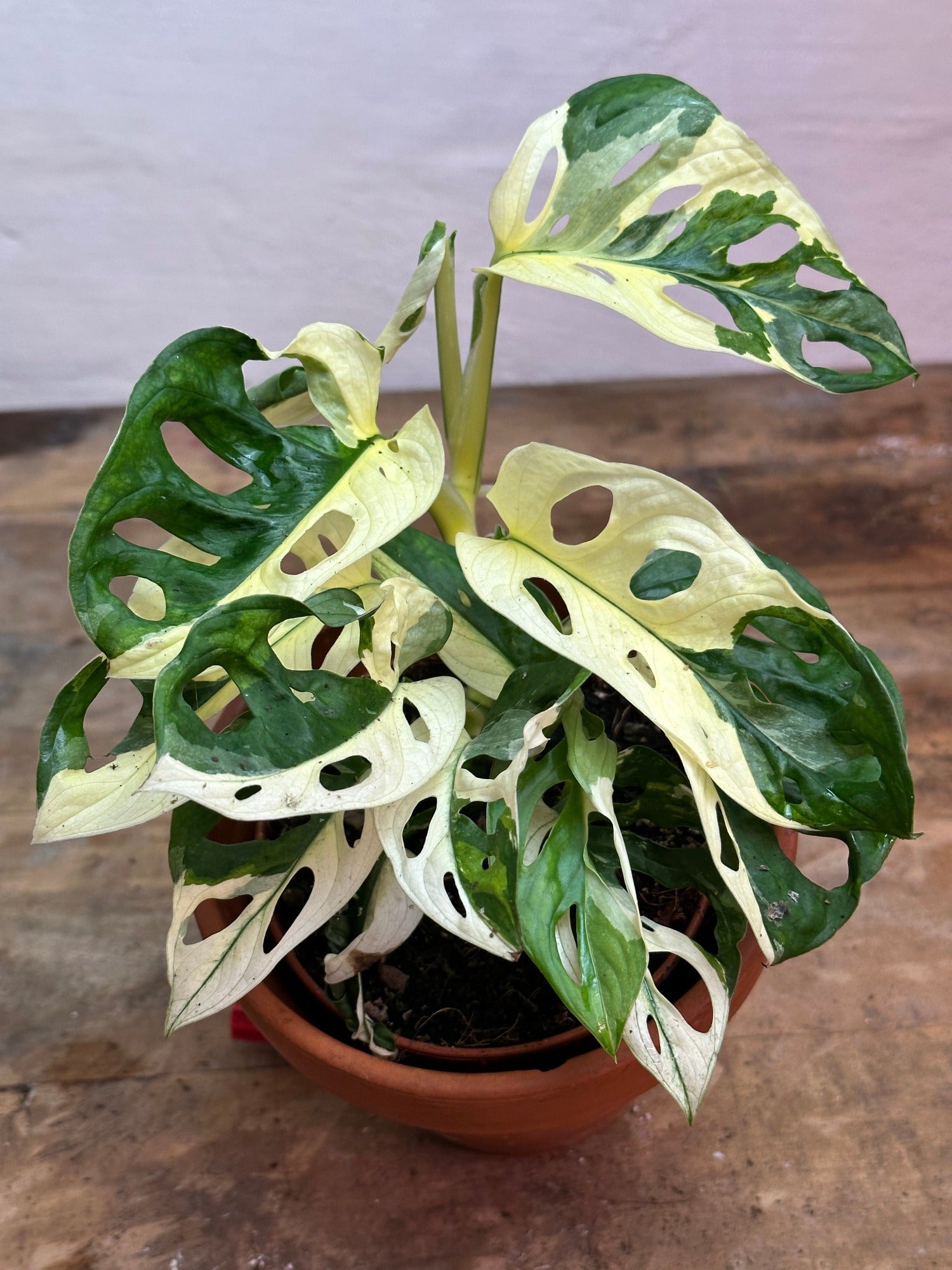 週末キャンペーン極美斑 Monstera adansonii variegata | contifarma.pe