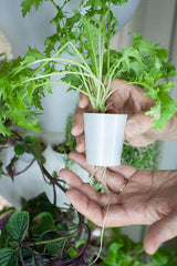 Hydroponic lettuce in a net pot