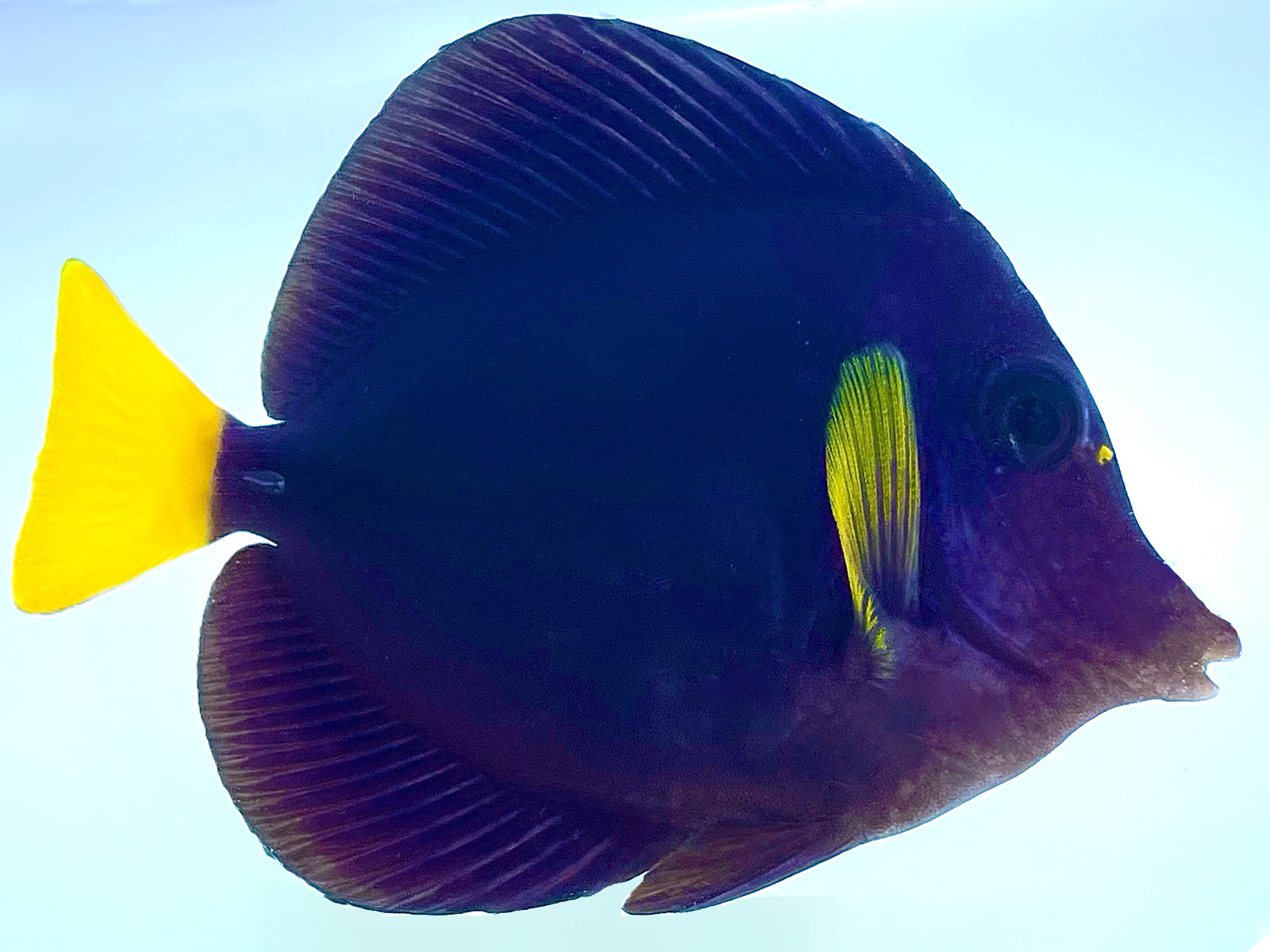 purple tang fish