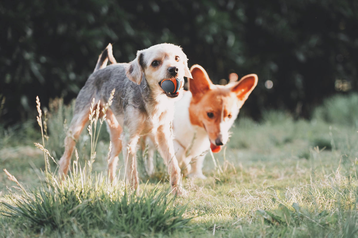 what does habituation mean in dogs