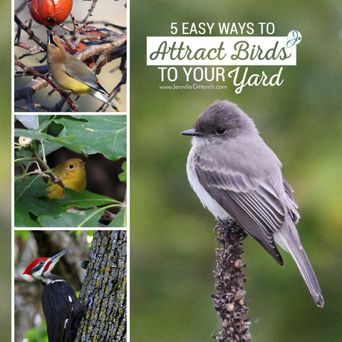Attract Birds to Your Yard