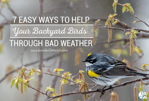 7 Easy Ways to Help Your Backyard Birds Through Bad Weather