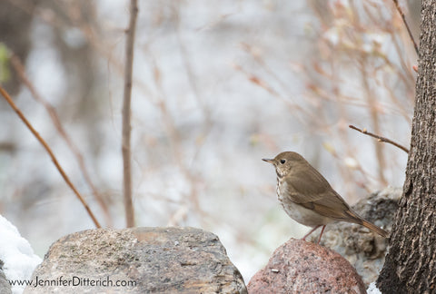 7 Easy Ways to Help Your Backyard Birds through Bad Weather by Jennifer Ditterich Designs  A pair of Purple Finches enjoy the seeds from a feeder.