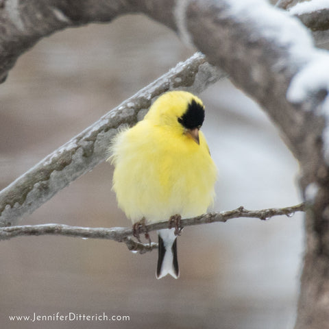 7 Easy Ways to Help Your Backyard Birds through Bad Weather by Jennifer Ditterich Designs  A pair of Purple Finches enjoy the seeds from a feeder.
