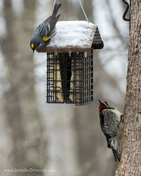 7 Easy Ways to Help Your Backyard Birds through Bad Weather by Jennifer Ditterich Designs