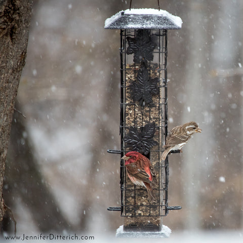 7 Easy Ways to Help Your Backyard Birds through Bad Weather by Jennifer Ditterich Designs