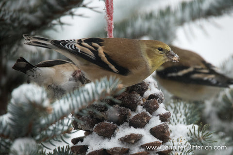 American Goldfinch on Pinecone Birdseed Ornaments by Jennifer Ditterich Designs