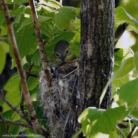 American Redstart Building a Nest