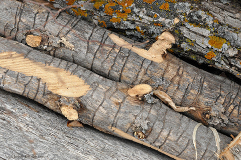 textured logs