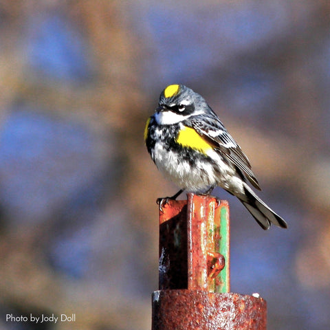 Attract birds to your back yard photo by Jody Doll